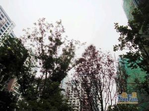 龙湖北城天街一期3室1厅西