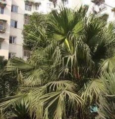 信禾人家(成华)3室1厅南