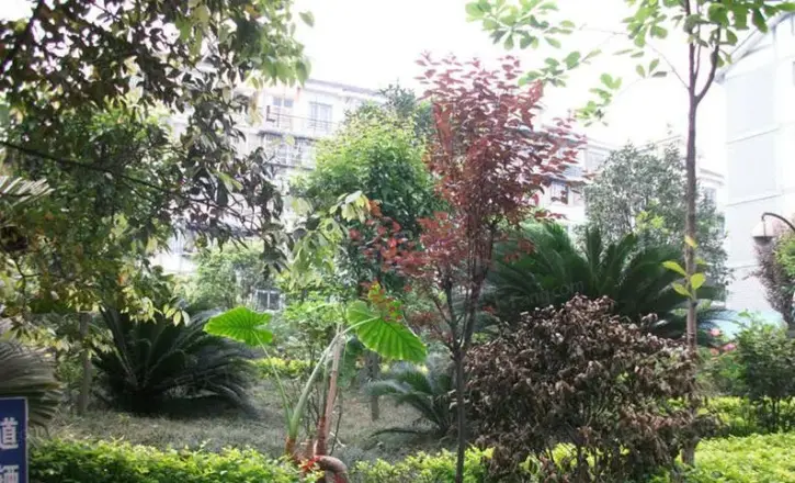 鹤舞青城实景图