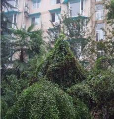 和朝新居1室1厅西南