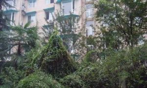 和朝新居 1室0厅 西南