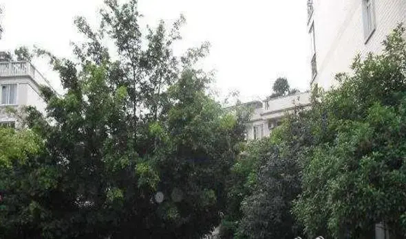 名景花园实景图