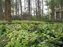 东林村 2室1厅 东南