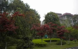 漫草园一期 5室2厅 南