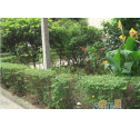 金巴黎实景图