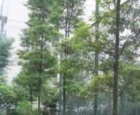 尚林家园2室1厅东南