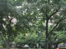 大坪 东方巴塞一房50万