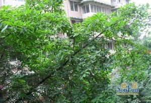 大石西路36号3室2厅南