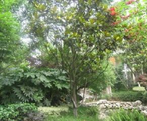 南阳小区 1室1厅 东南