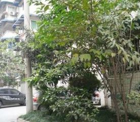 广福楼3室1厅东南