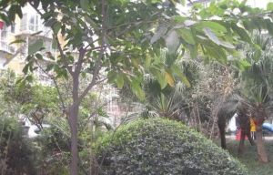 天府苑2室2厅东