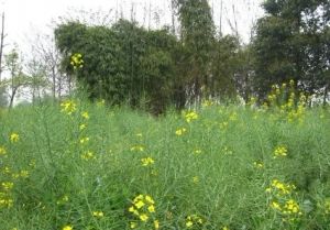 幸福风景 2室1厅 西南