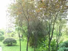 南坪步行街,出行便利,近轻轨。