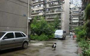 吉苑小区 2室1厅 东 东南