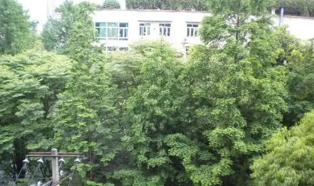 九里园实景图