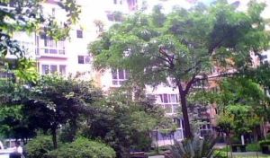 鑫城(锦江)3室1厅东南