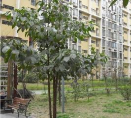 温哥华花园3室2厅南