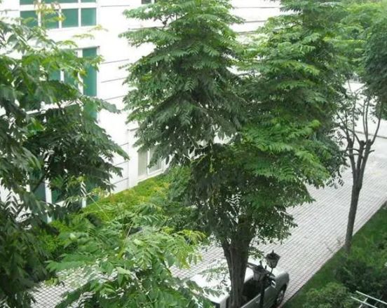 南草坪花园实景图