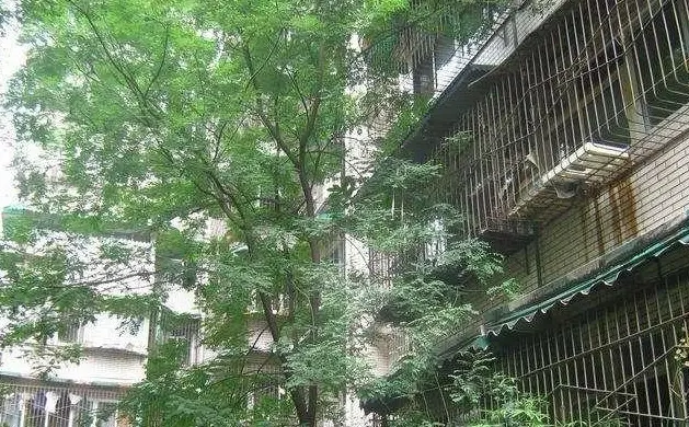 武侯祠大街242号院实景图