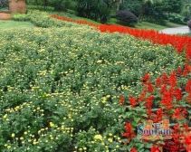 龙城1号 3室1厅 南