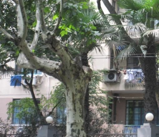 湖南路280弄老公寓实景图