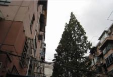 安顺路231弄2室1厅南