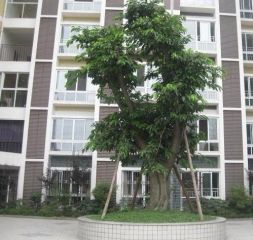 怡家3室1厅东南