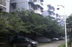 滨雅苑 3室2厅 南 北