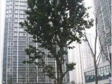 亚太商谷 1室0厅 东南