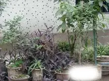 步行街 金华大厦(大渡口)二房35万