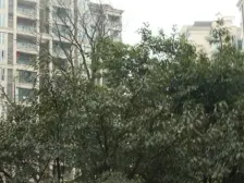 橙郡一期 3室2厅 东北