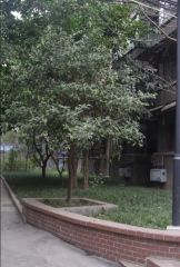 红光小区(成华)2室1厅南