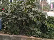 此房业主诚心出售,袁家岗近轻轨,住家装修,看房方便