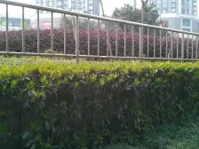 看中庭+龙湖天街+袁家岗轻轨旁+精装