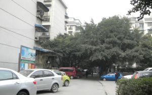 锦欣苑2室1厅南