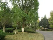 水天花园联排别墅 户型方正 居家安静 临湖