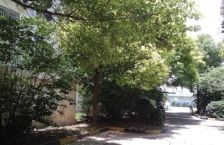 星云小区1室1厅南