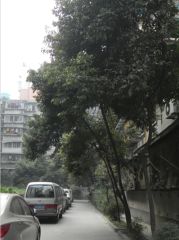 双清南路4号3室1厅东南