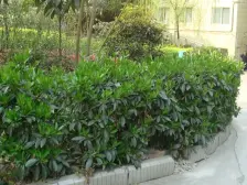 弹子石 重烟公寓三房96万