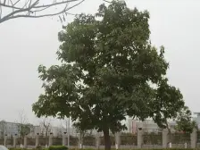 回兴 果园新村三房