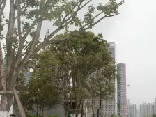 万科渝园 6米挑高 楼间距开阔 多块花园 联排中户