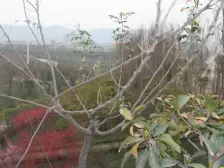 180°揽景湖山 大联排端户 中.央公园 轨道9号线 数8