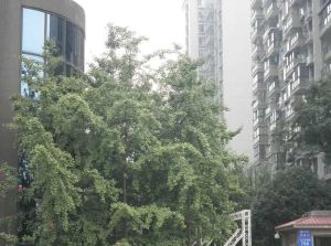 中铁双龙湾4室2厅西南