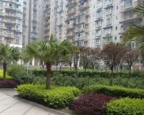 天邑花园3室1厅西南