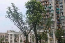 天邑花园3室2厅西北