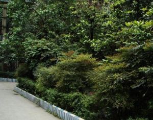 茶店子育苗路12号3室1厅东南