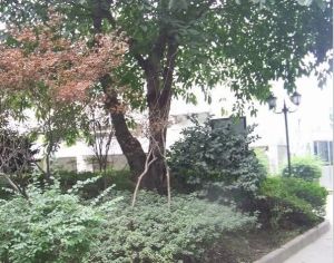 九里西苑C区3室1厅西南