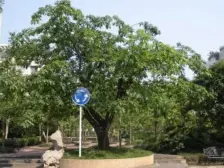 城北新区 朝阳嘉苑三房50万