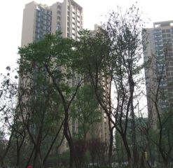 御廷上郡 3室2厅 东