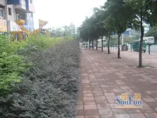 阳光丽景(北碚) 2室1厅 东南 南